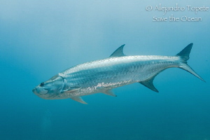 Tarpon alone, Xcalac Mexico by Alejandro Topete 